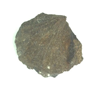 Monotis (Entomonotis) ochotica pachypleura-type