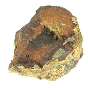 日本産中生代軟体動物化石