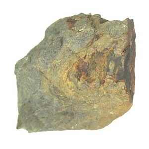 日本産中生代軟体動物化石