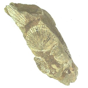 Monotis (Entomonotis) ochotica