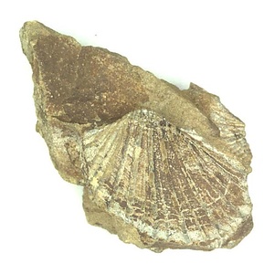 Monotis (Entomonotis) ochotica