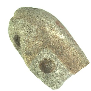 Rhynchonella ?