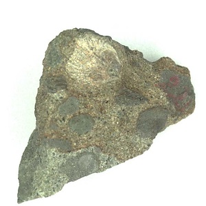 日本産中生代軟体動物化石