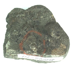 日本産中生代軟体動物化石