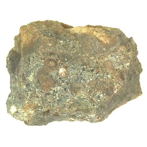 日本産中生代軟体動物化石