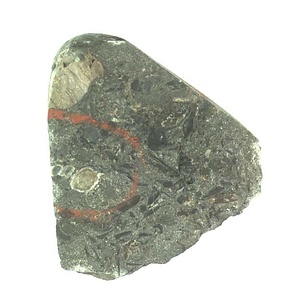 日本産中生代軟体動物化石