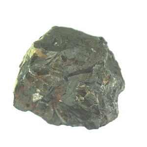 Inoceramus  sp.