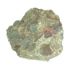 日本産中生代軟体動物化石