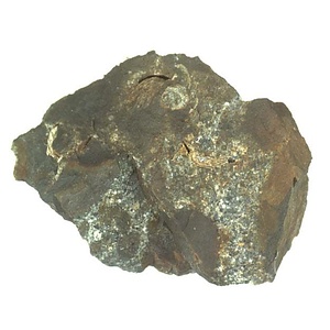 日本産中生代軟体動物化石