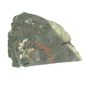 Inoceramus  sp.