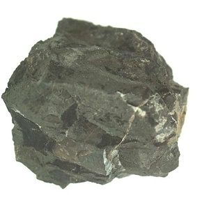 Inoceramus  sp.