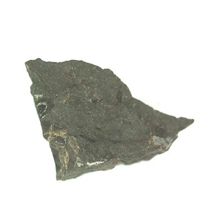 Inoceramus  sp.