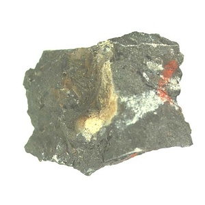 日本産中生代軟体動物化石