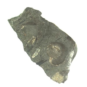 日本産中生代軟体動物化石