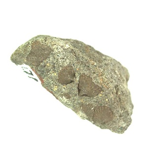 日本産中生代軟体動物化石