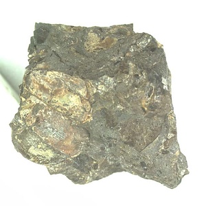 日本産中生代軟体動物化石