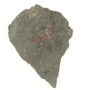 日本産中生代軟体動物化石