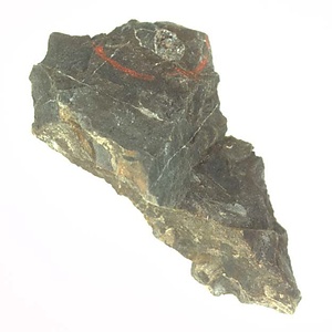 日本産中生代軟体動物化石