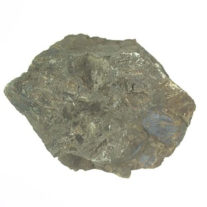 イノセラムス　アワジエンシス