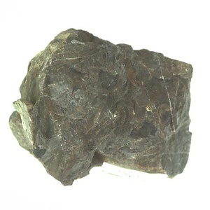 イノセラムス　アワジエンシス