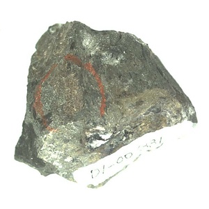 日本産中生代軟体動物化石