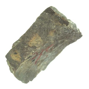 イノセラムス　アワジエンシス