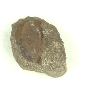 Grammatodon (Nanonavis) sp.