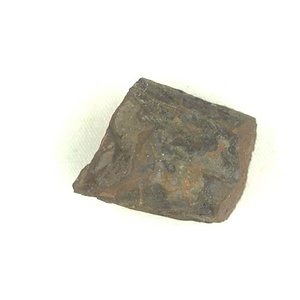 Baculites  sp.