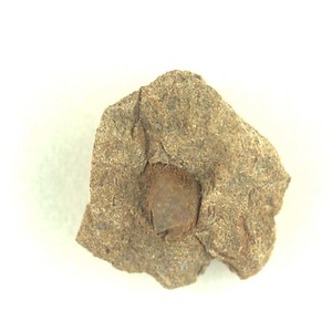 Apiotrigonia  sp.