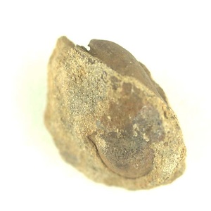 Eriphyla  sp.
