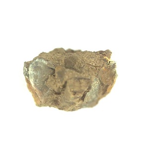 Cuspidaria ?  sp.
