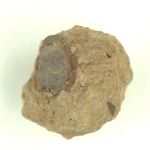 Eriphyla  japonica