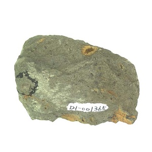 Periplomya  sp.