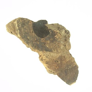 Grammatodon (Nanonavis) sp.