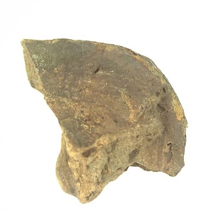 Grammatodon (Nanonavis) sp.