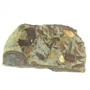 Grammatodon  sp.
