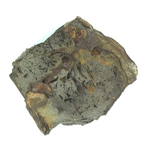 Apiotrigonia  sp.