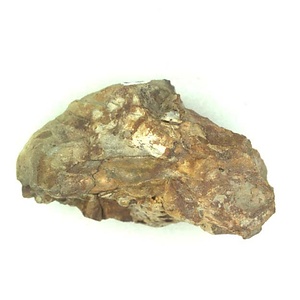 Baculites  sp.