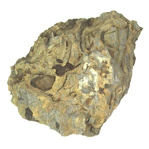 日本産中生代軟体動物化石