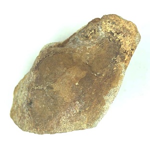 Periplomya  sp.