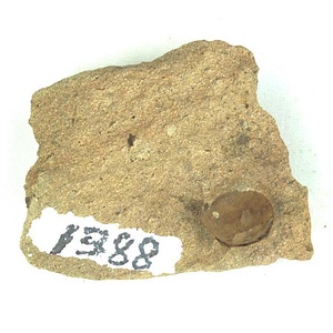 Acila (Truncacila) hokkaidoensis