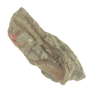 Leptosolen  japonicus