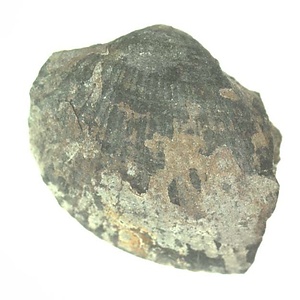 Pleurogrammatodon ?
