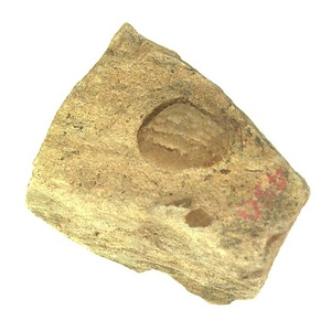 Eriphyla  sp.