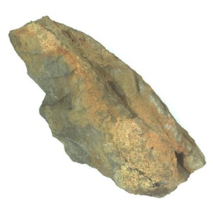 Inoceramus ?