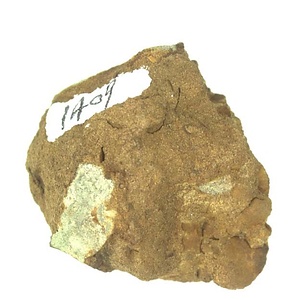 日本産中生代軟体動物化石