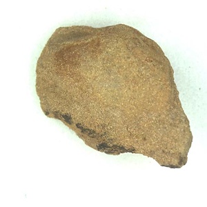 Periplomya  sp.