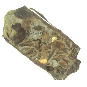 Grammatodon  sp.