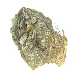 Acila (Truncacila) hokkaidoensis