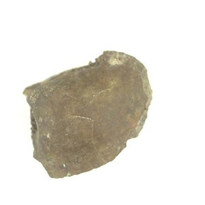 Apiotrigonia  sp.